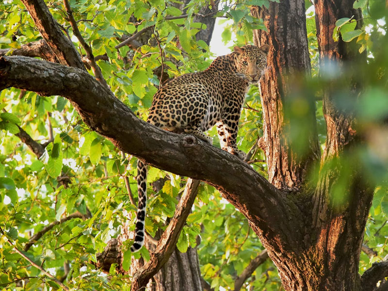 Bandhavgarh