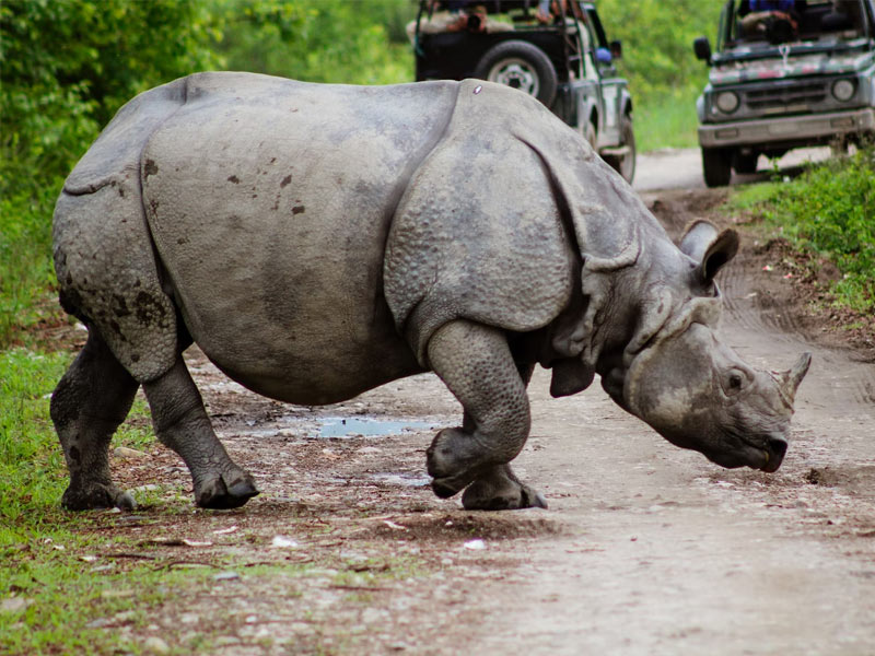 Kaziranga National Park